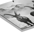 Alpine Ibex Portrait – Alu-Dibond wall art featuring majestic ibex with curved horns in black-and-white.