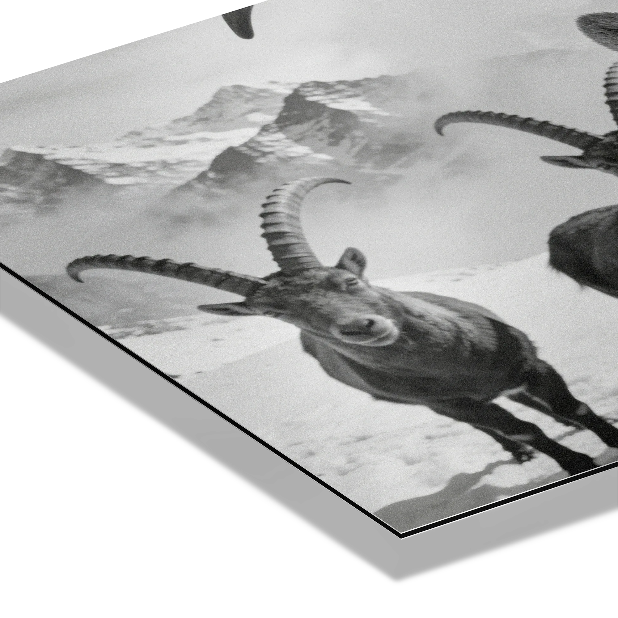 Alpine Ibex Portrait – Alu-Dibond wall art featuring majestic ibex with curved horns in black-and-white.