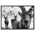 Alpine Ibex Portrait – Alu-Dibond wall art featuring a close-up of ibex in a snowy mountain landscape.