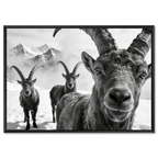 Alpine Ibex Portrait – Alu-Dibond wall art featuring a close-up of ibex in a snowy mountain landscape.