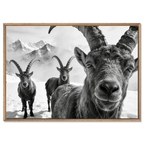 Alpine Ibex Portrait – Alu-Dibond wall art featuring majestic ibex in black-and-white against snowy mountains.