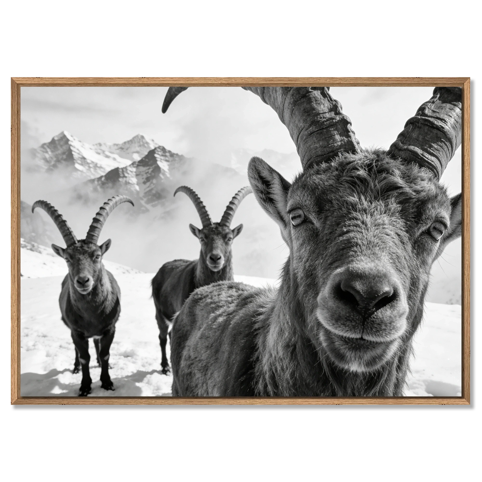 Alpine Ibex Portrait – Alu-Dibond wall art featuring majestic ibex in black-and-white against snowy mountains.