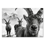 Alpine Ibex Portrait – Alu-Dibond wall art showcasing majestic ibex against a dramatic mountain backdrop.