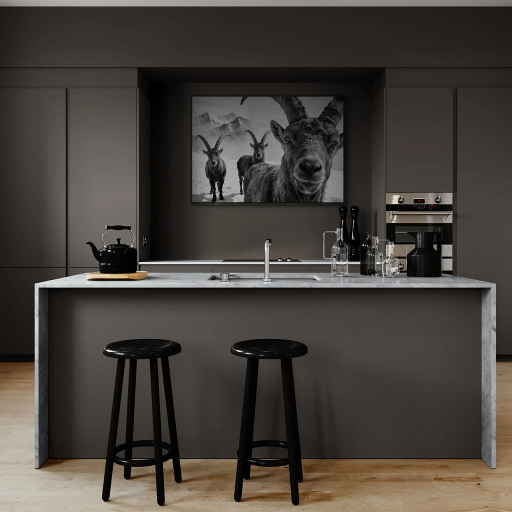 Alpine Ibex Portrait – Alu-Dibond wall art