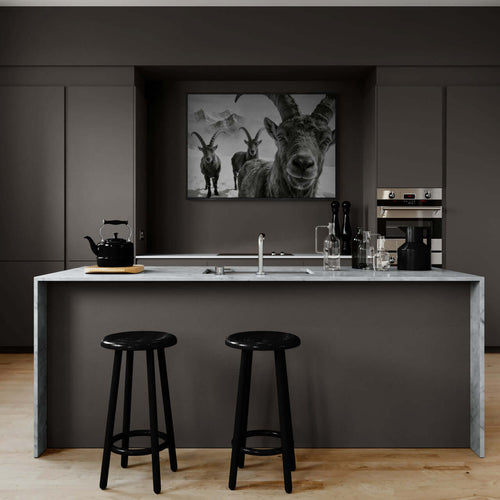 Alpine Ibex Portrait – Alu-Dibond wall art displayed in a modern kitchen with a marble island and black stools.