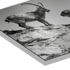 Alpine Ibex Ridge – Alu-Dibond wall art featuring ibex on rocky terrain, black-and-white design emphasizing nature's beauty.