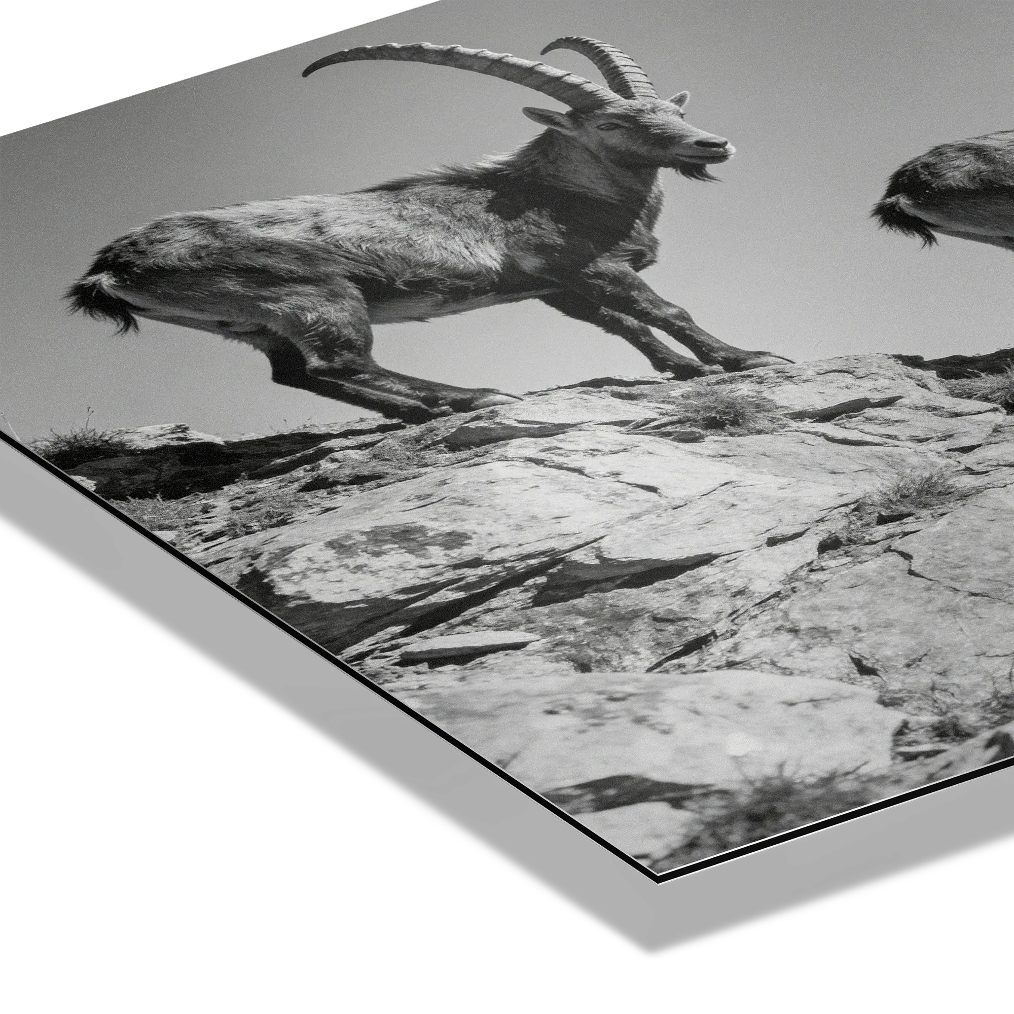 Alpine Ibex Ridge – Alu-Dibond wall art featuring ibex on rocky terrain, black-and-white design emphasizing nature's beauty.