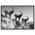 Alpine Ibex Ridge – Alu-Dibond wall art featuring three ibex on a mountain ridge in black-and-white.