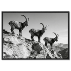 Alpine Ibex Ridge – Alu-Dibond wall art featuring three ibex on a mountain ridge in black-and-white.