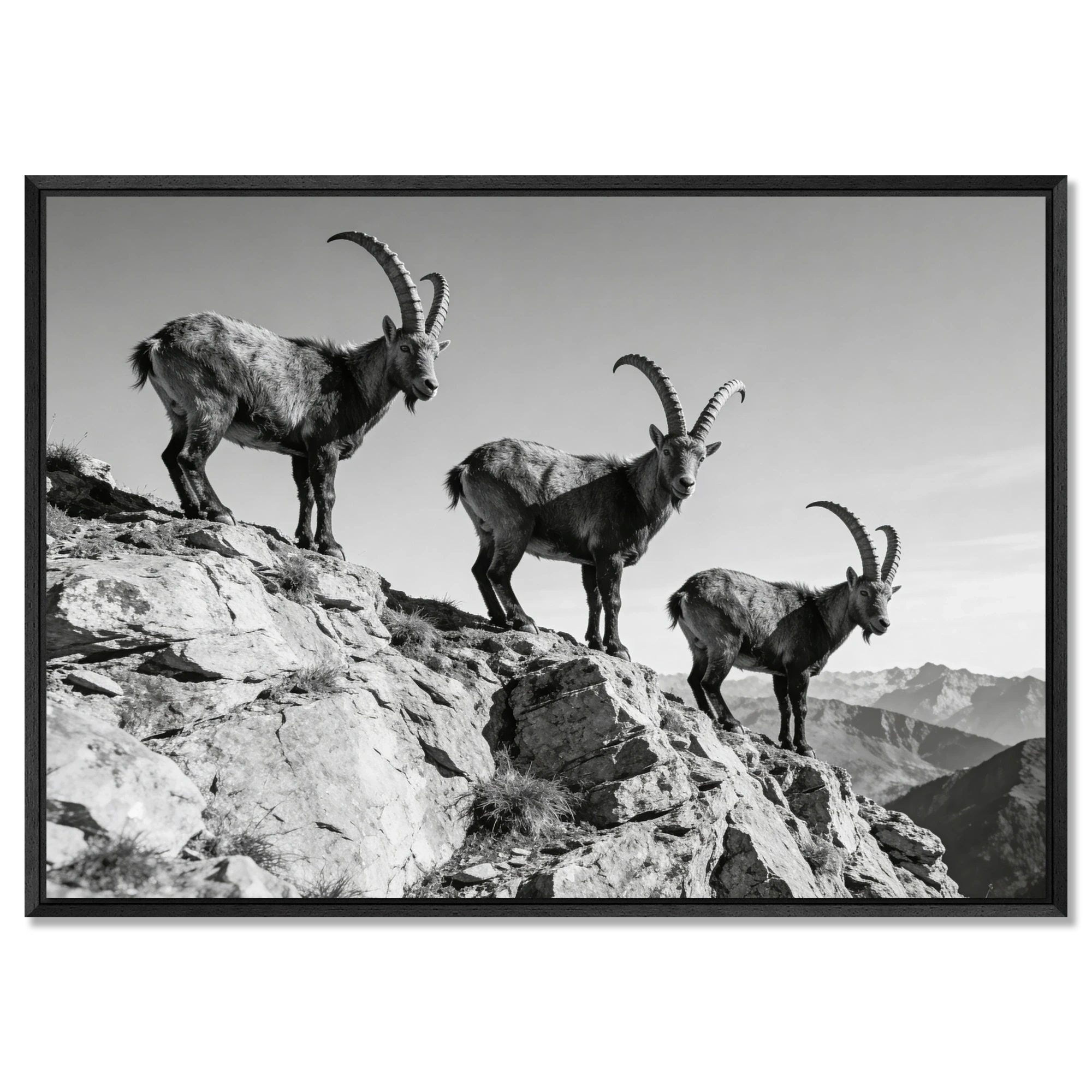 Alpine Ibex Ridge – Alu-Dibond wall art featuring three ibex on a mountain ridge in black-and-white.