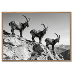 Alpine Ibex Ridge – Alu-Dibond wall art featuring three ibex on a rugged mountain ridge in black and white.