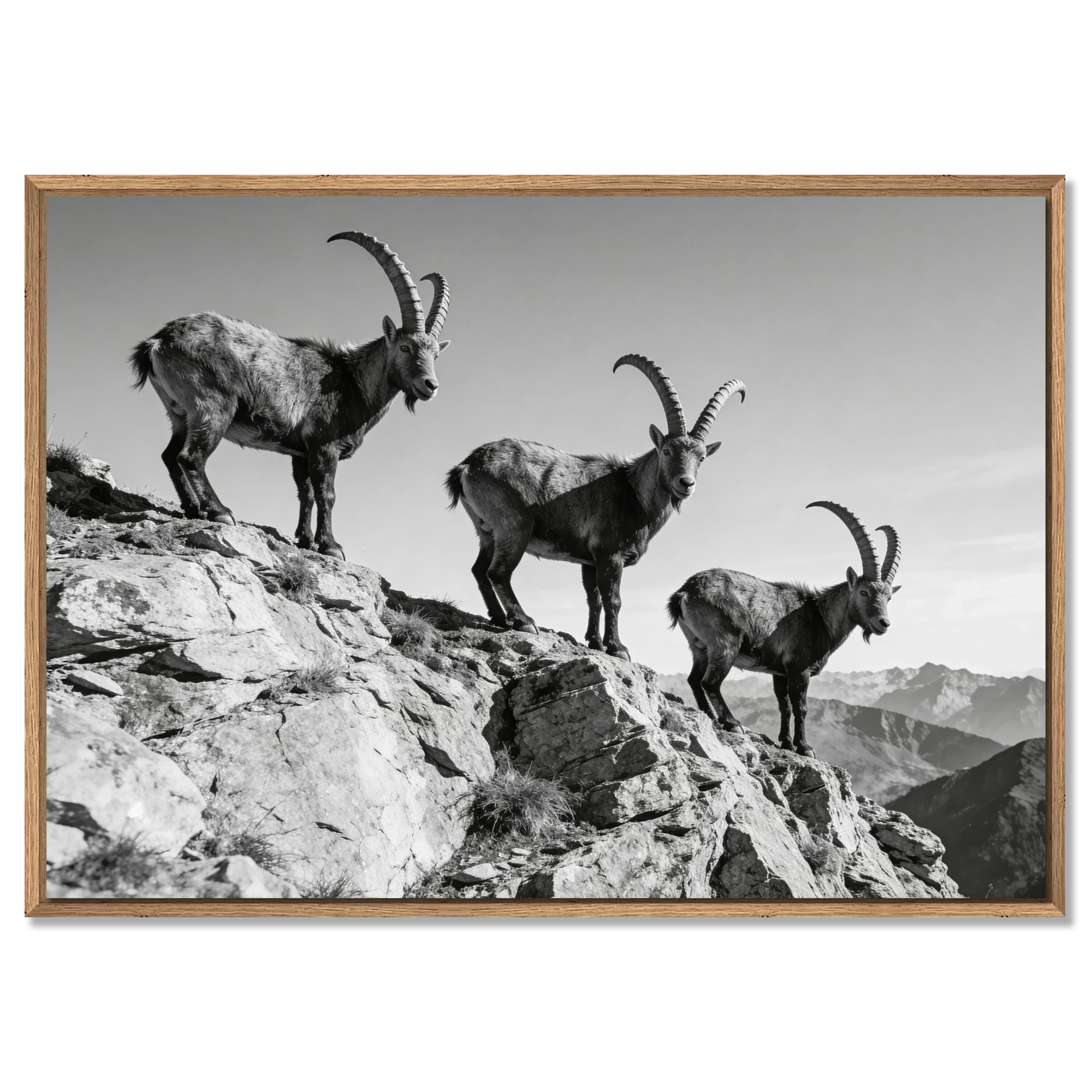 Alpine Ibex Ridge – Alu-Dibond wall art featuring three ibex on a rugged mountain ridge in black and white.