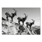 Alpine Ibex Ridge – Alu-Dibond wall art featuring three ibex on a mountain ridge in black-and-white.