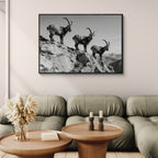 Alpine Ibex Ridge – Alu-Dibond wall art featuring three ibex on a mountain ridge in black and white