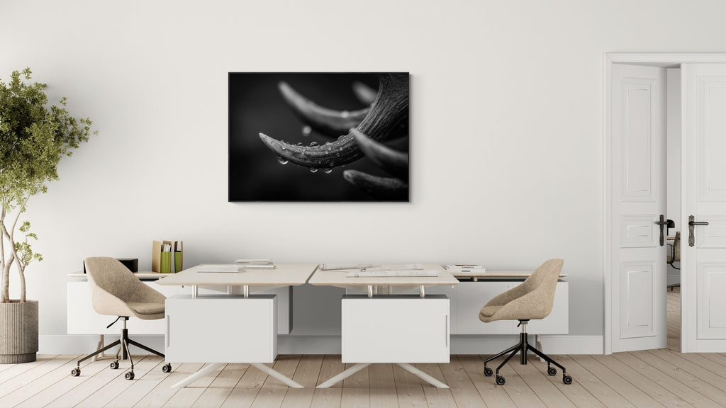 Geweih im Regen – Wandbild aus Alu-Dibond