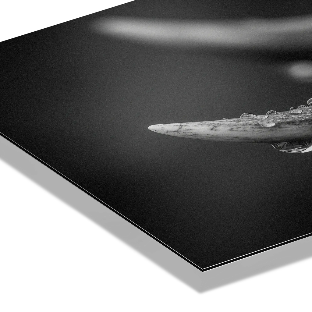 Antlers in Rain – Alu-Dibond wall art showcasing deer antlers with fine droplets under soft light.