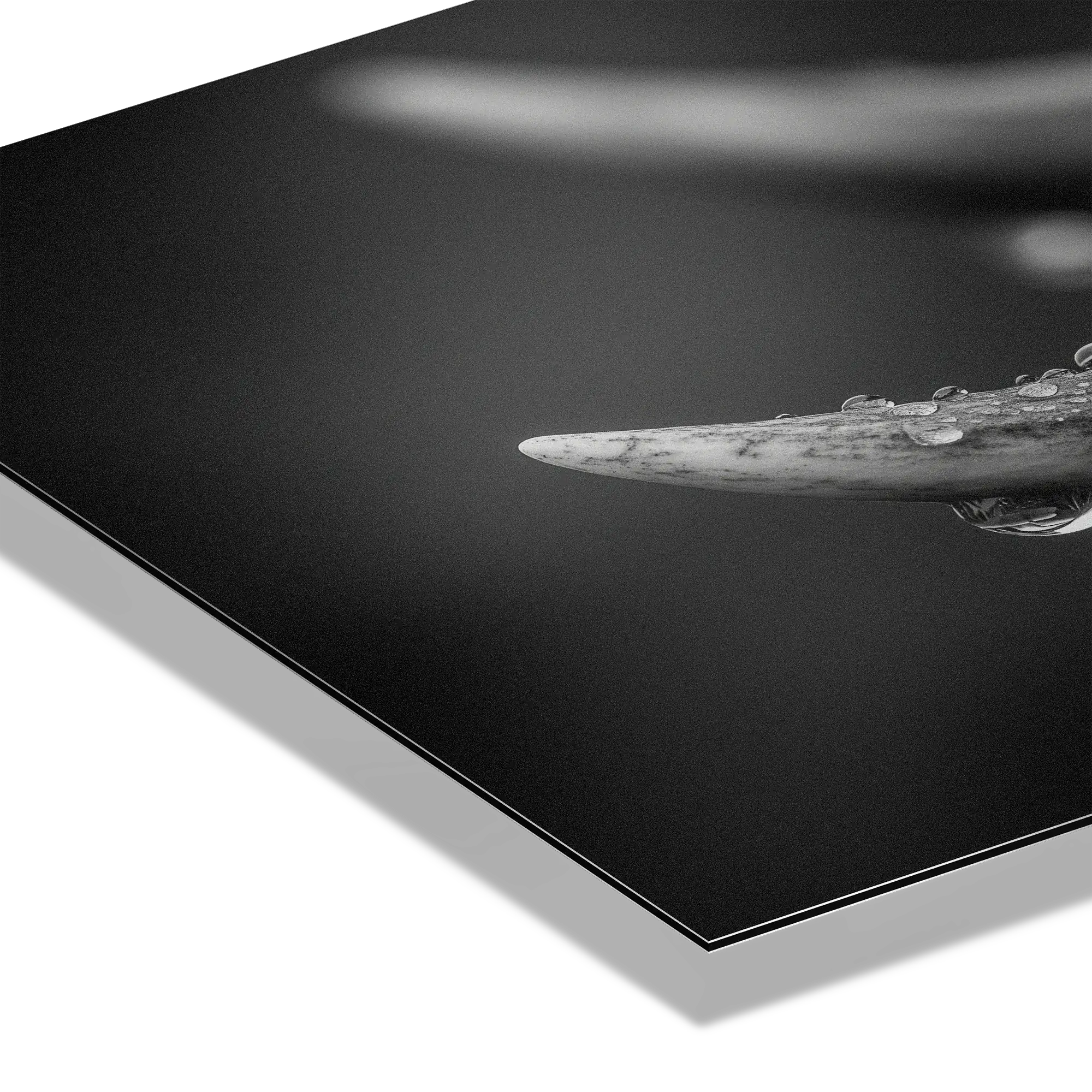 Antlers in Rain – Alu-Dibond wall art showcasing deer antlers with fine droplets under soft light.