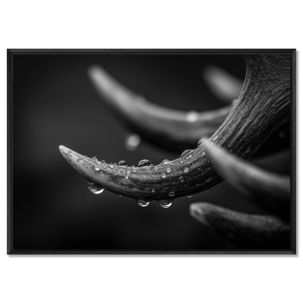 Antlers in Rain – Alu-Dibond wall art featuring glistening droplets on textured antlers in soft light.