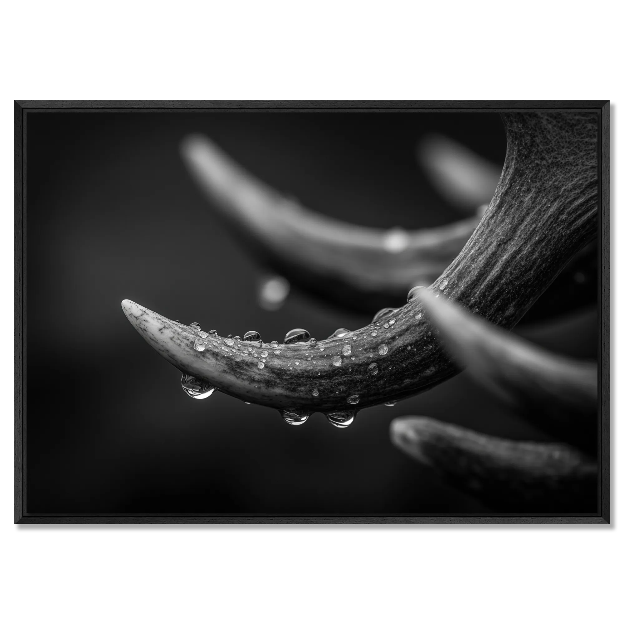 Antlers in Rain – Alu-Dibond wall art featuring glistening droplets on textured antlers in soft light.