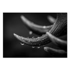 Antlers in Rain – Alu-Dibond wall art featuring detailed antlers with rain droplets on a matte surface.