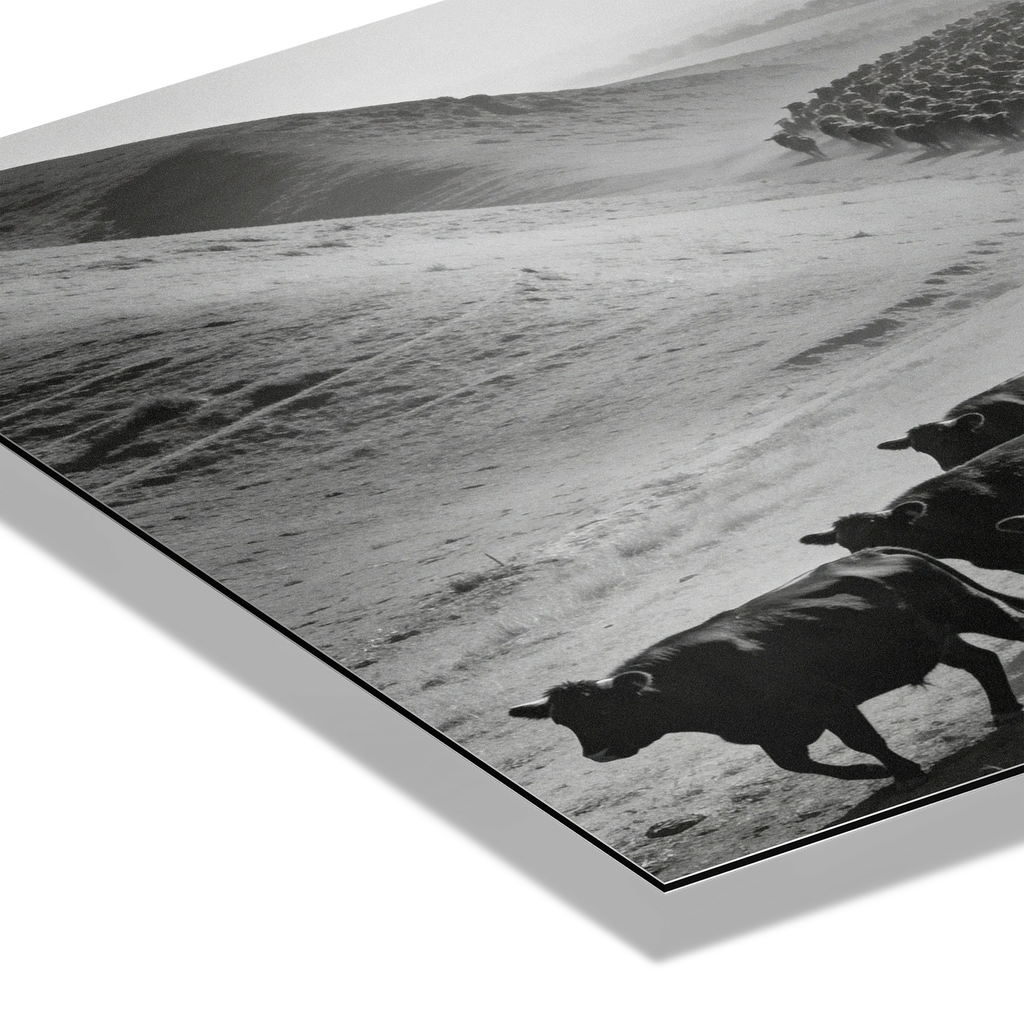 Black Angus Drive – Alu-Dibond wall art featuring a herd of cattle in a dusty valley in striking black and white.