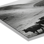 Black Angus Drive – Alu-Dibond wall art featuring a herd of cattle in a dusty valley in striking black and white.