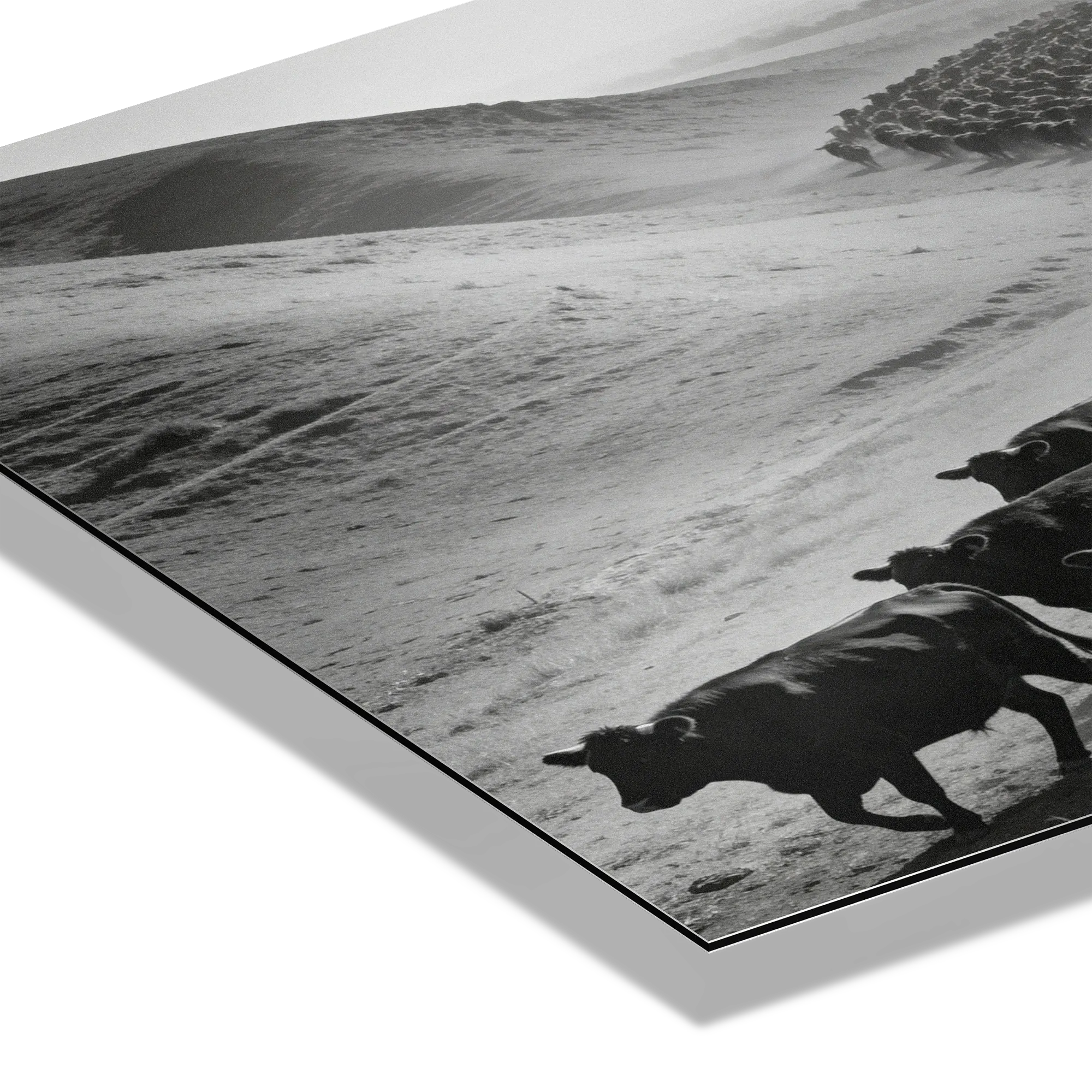 Black Angus Drive – Alu-Dibond wall art featuring a herd of cattle in a dusty valley in striking black and white.
