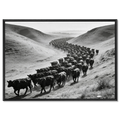 Black Angus Drive – Alu-Dibond wall art depicting a herd of Black Angus cattle in a striking black-and-white scene.