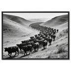 Black Angus Drive – Alu-Dibond wall art depicting a herd of Black Angus cattle in a striking black-and-white scene.