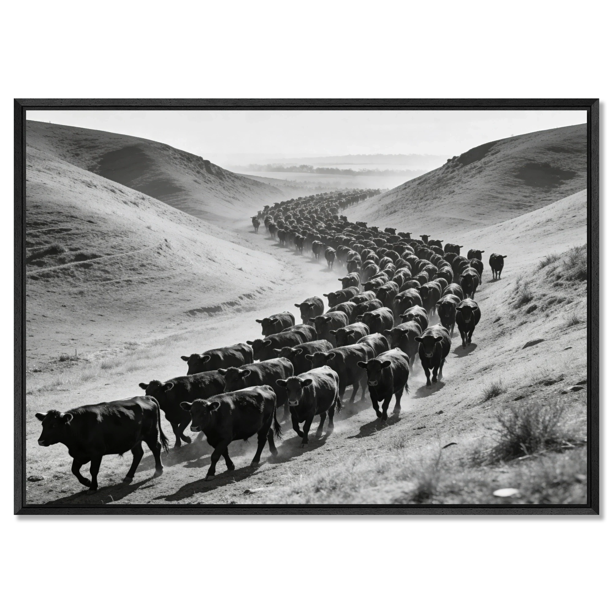 Black Angus Drive – Alu-Dibond wall art depicting a herd of Black Angus cattle in a striking black-and-white scene.