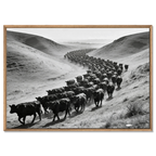 Black Angus Drive – Alu-Dibond wall art featuring a herd of cattle in a dusty valley.