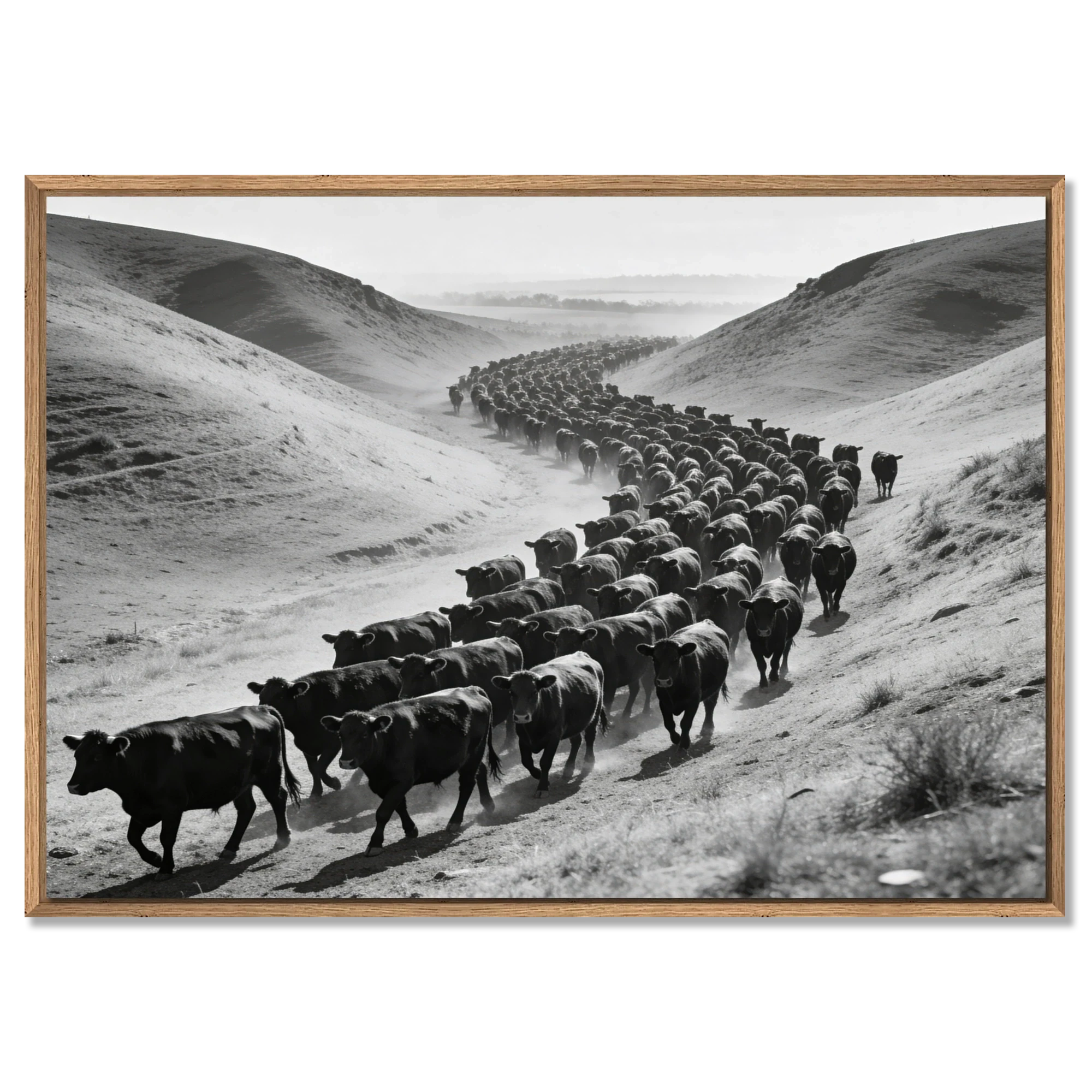Black Angus Drive – Alu-Dibond wall art featuring a herd of cattle in a dusty valley.