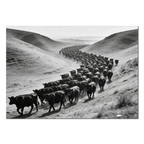 Black Angus Drive – Alu-Dibond wall art featuring a herd of Black Angus cattle in black-and-white.