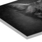 Le charme d'un renard - Tableau mural en Alu-Dibond