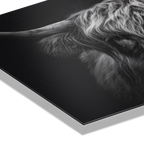 Close-up of a cow's fur on a black background