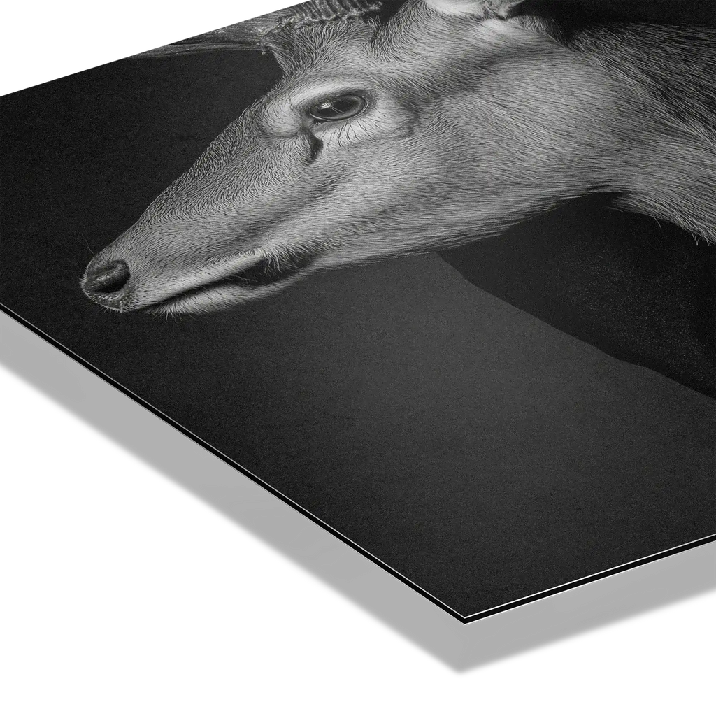 Closeness of an Alpine Deer – Alu-Dibond wall art showing detailed deer portrait with soft shadows.