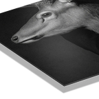 Closeness of an Alpine Deer – Alu-Dibond wall art showing detailed deer portrait with soft shadows.
