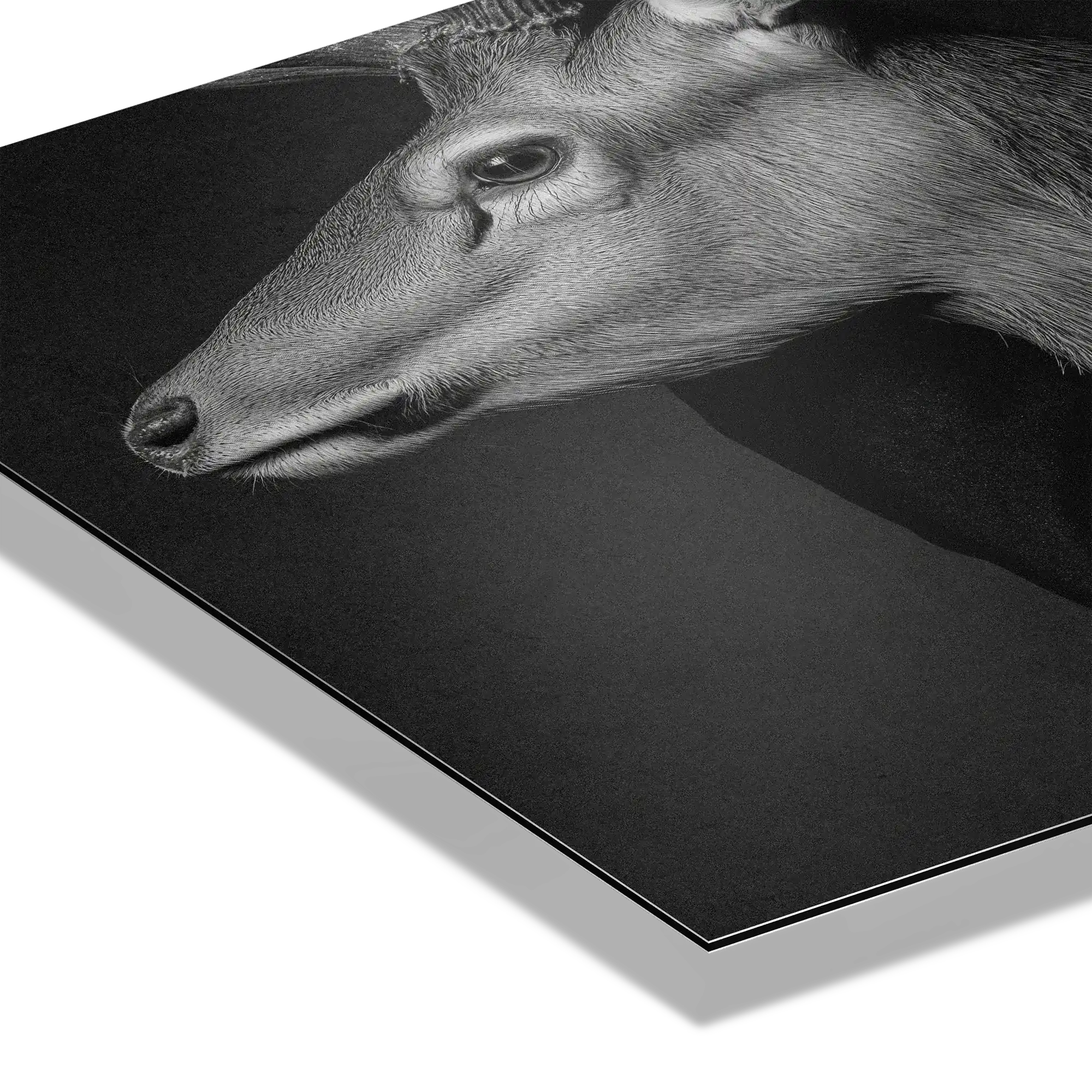 Closeness of an Alpine Deer – Alu-Dibond wall art showing detailed deer portrait with soft shadows.