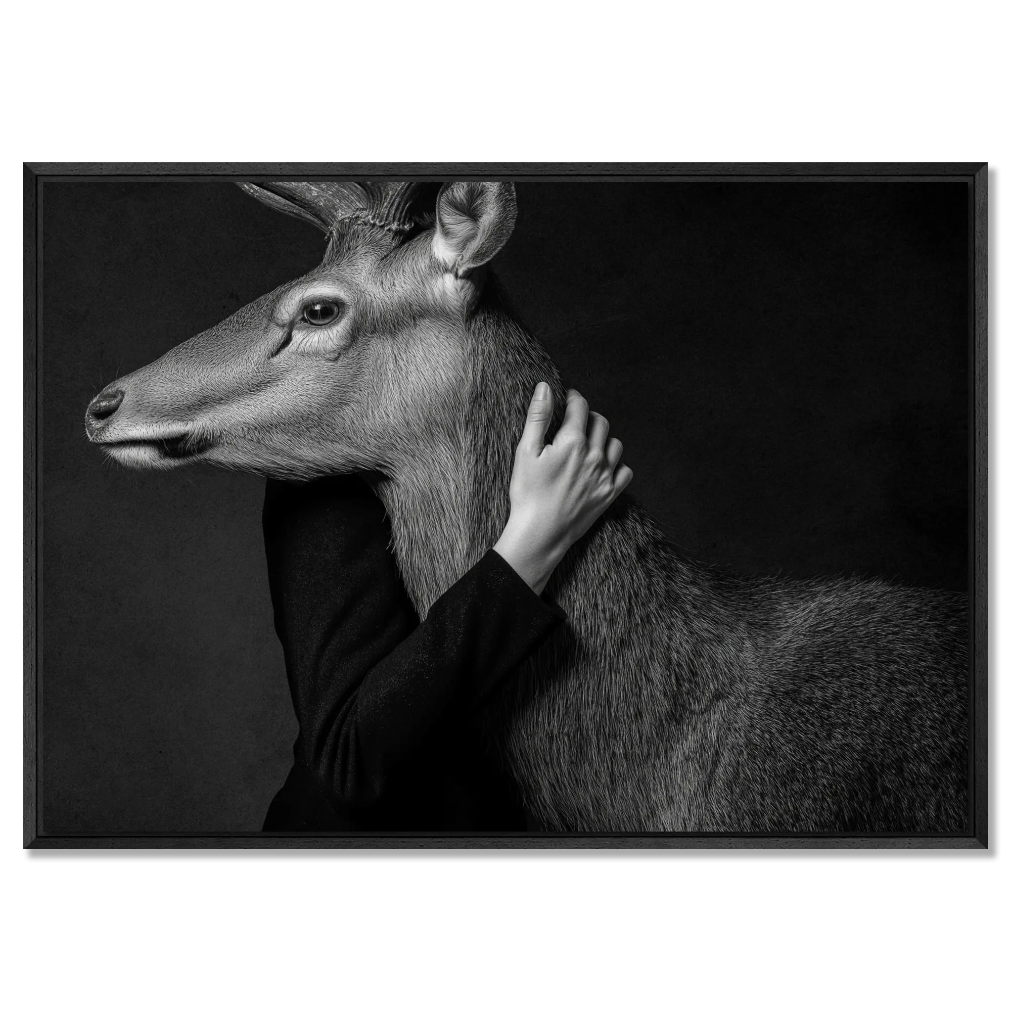 Closeness of an Alpine Deer – Alu-Dibond wall art showing intimate connection between human and deer.