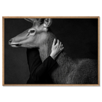 Closeness of an Alpine Deer – Alu-Dibond wall art showcasing human and deer connection in monochrome.