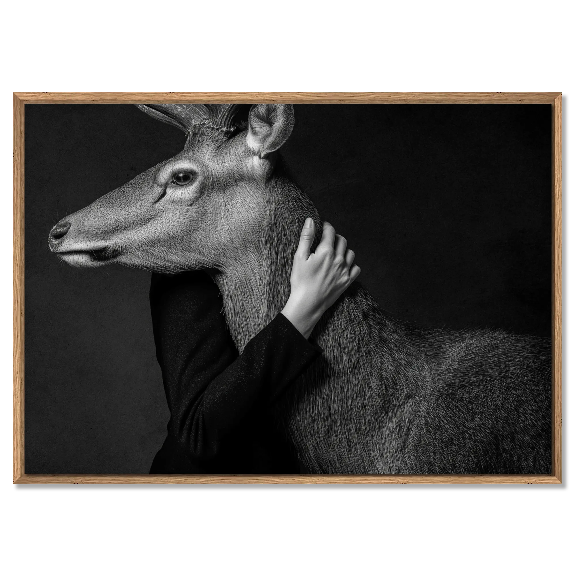 Closeness of an Alpine Deer – Alu-Dibond wall art showcasing human and deer connection in monochrome.