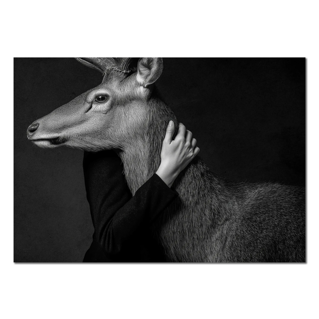 Closeness of an Alpine Deer – Alu-Dibond wall art depicting trust between a human and an alpine deer in monochrome.