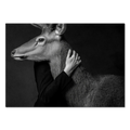 Closeness of an Alpine Deer – Alu-Dibond wall art depicting trust between a human and an alpine deer in monochrome.