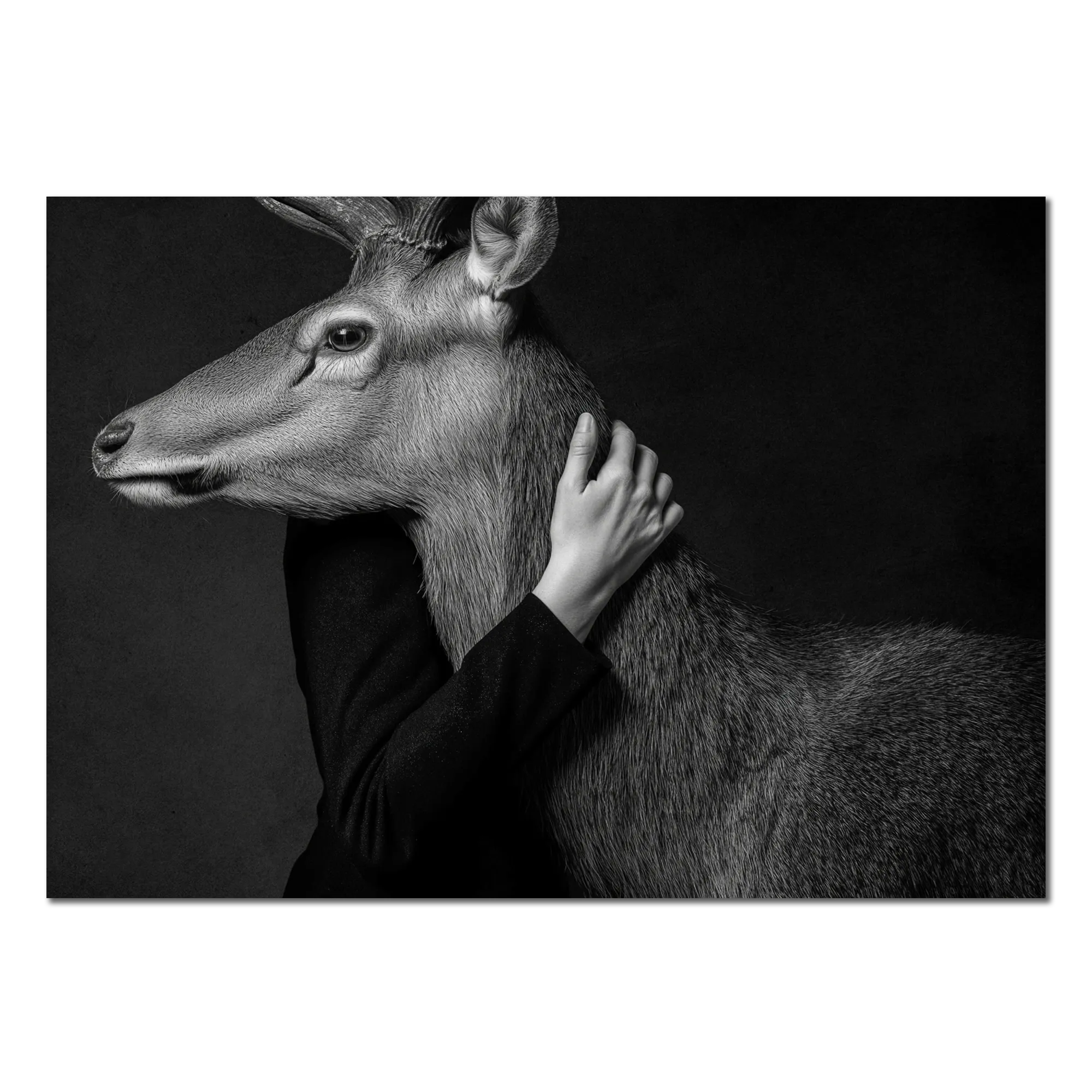 Closeness of an Alpine Deer – Alu-Dibond wall art depicting trust between a human and an alpine deer in monochrome.
