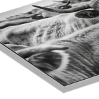 Cow Behind Gaze – Alu-Dibond wall art showcasing black-and-white close-up of cattle with detailed textures.