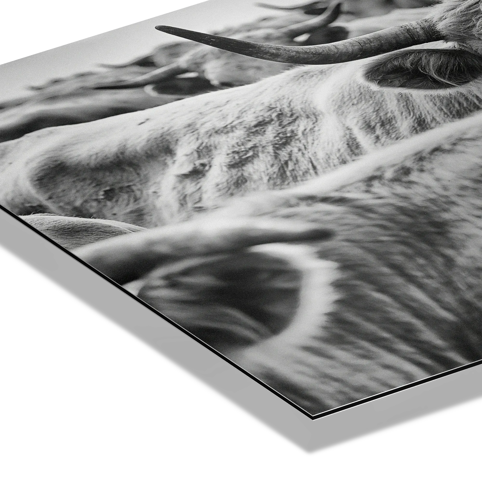 Cow Behind Gaze – Alu-Dibond wall art showcasing black-and-white close-up of cattle with detailed textures.