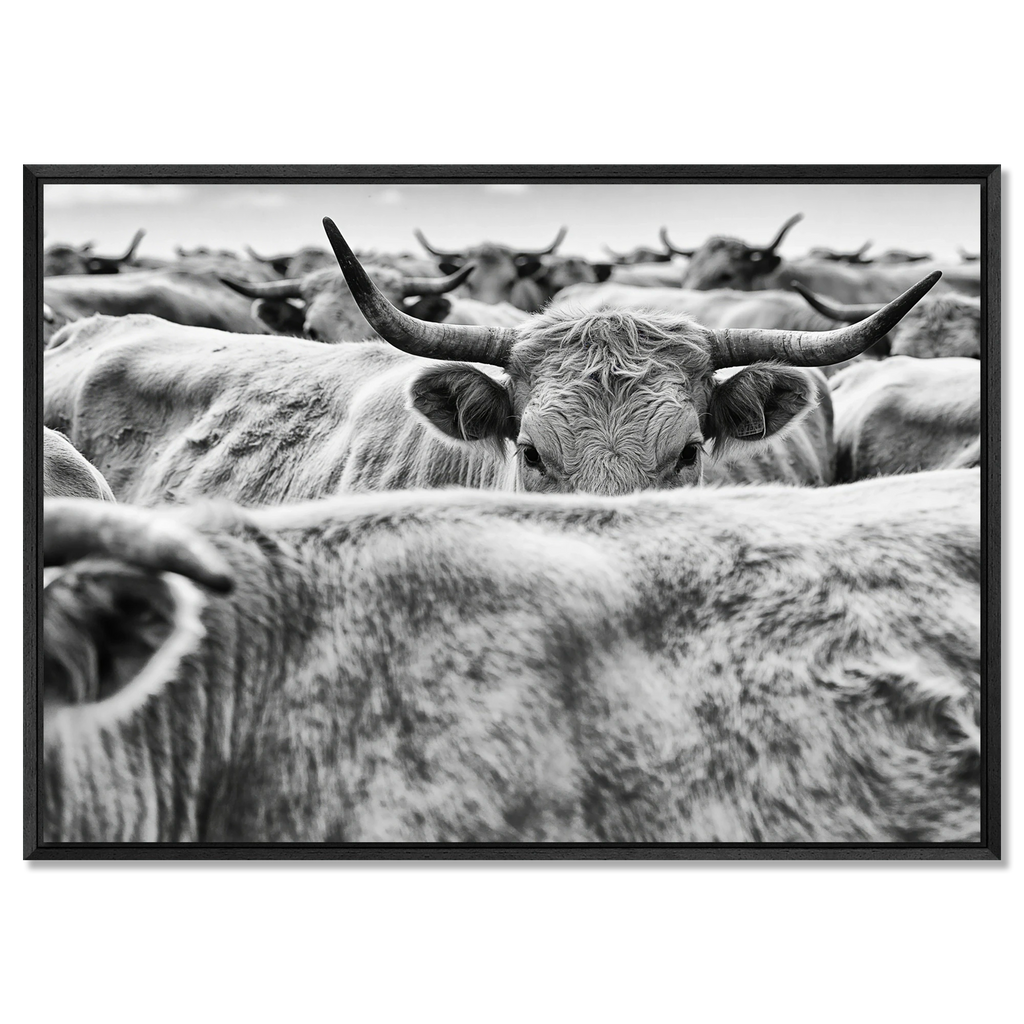 Cow Behind Gaze – Alu-Dibond wall art featuring a cow in a herd with strong forward gaze and curved horns.