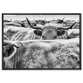 Cow Behind Gaze – Alu-Dibond wall art featuring a cow in a herd with strong forward gaze and curved horns.