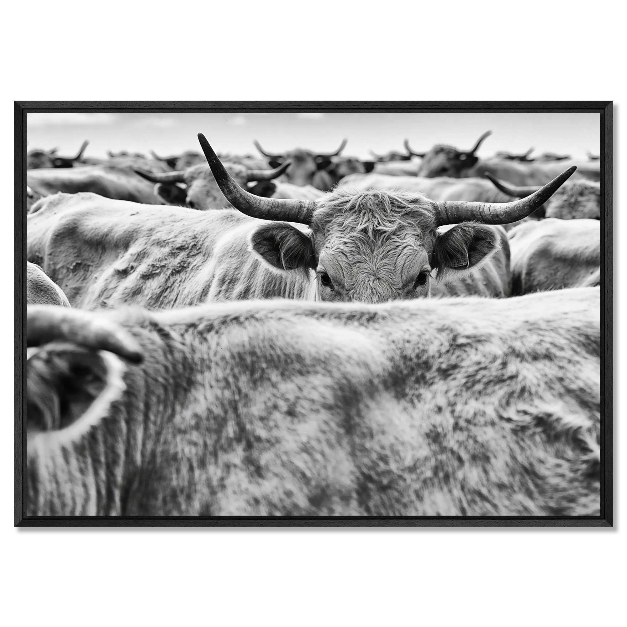 Cow Behind Gaze – Alu-Dibond wall art featuring a cow in a herd with strong forward gaze and curved horns.