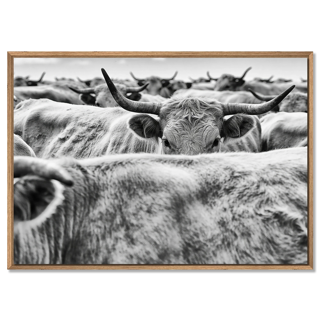 Cow Behind Gaze – Alu-Dibond wall art featuring a striking monochrome scene of a cow in a dense herd.